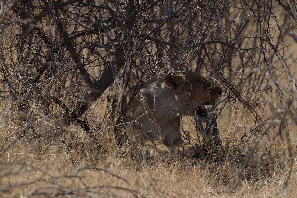Etosha Part. II