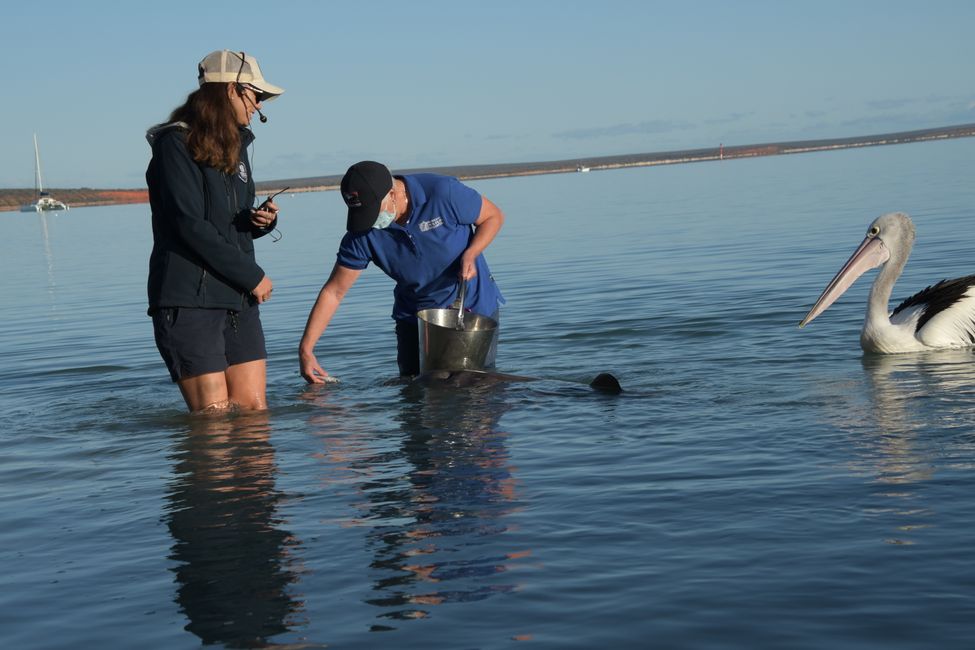 Shark Bay - Delfinfütterung in Monkey Mia / Dolphin feeding in Monkey Mia