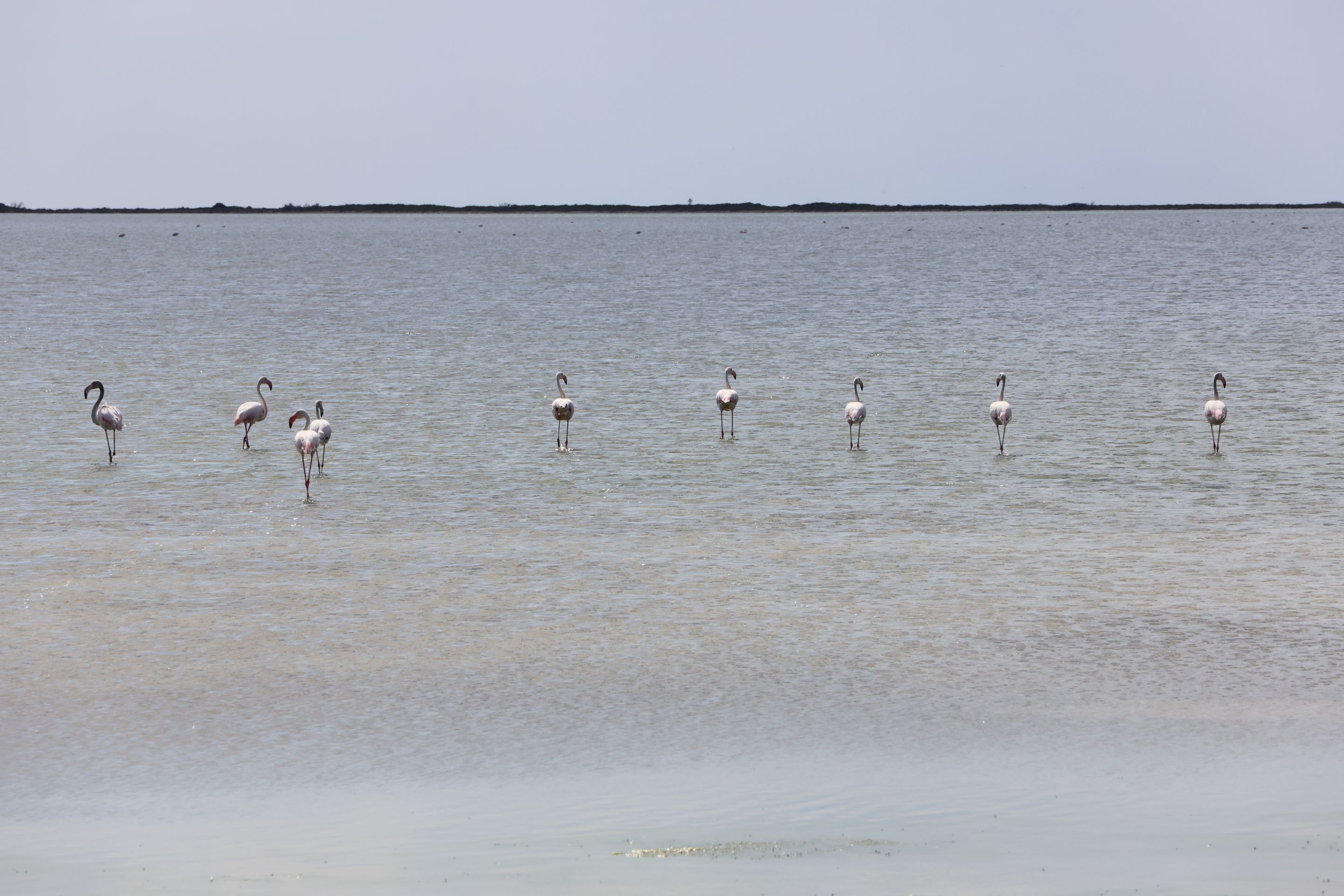 Flamingos en retirada