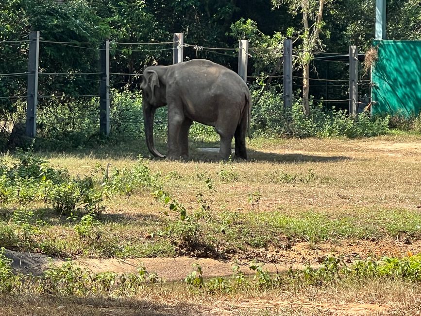 Tag 16 - Phu Quoc: Tierische Higloghts und glitzerndes Einhorn