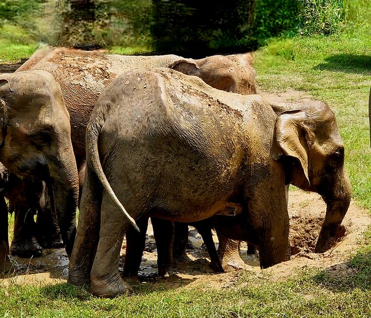 Hurulu Eco Park