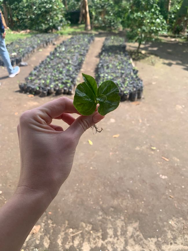 从植物到咖啡享受 ☕