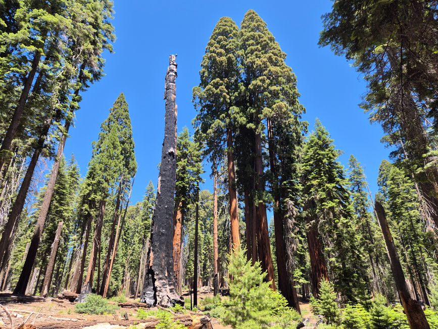 Parc national de Séquoia - Forêt géante