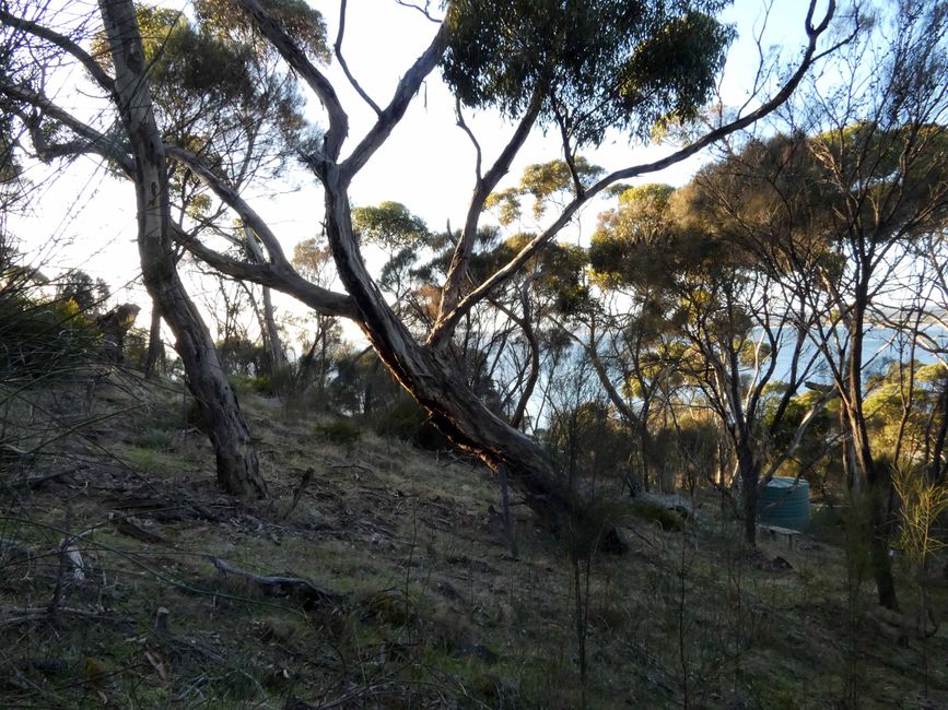 Morning walk with few birds