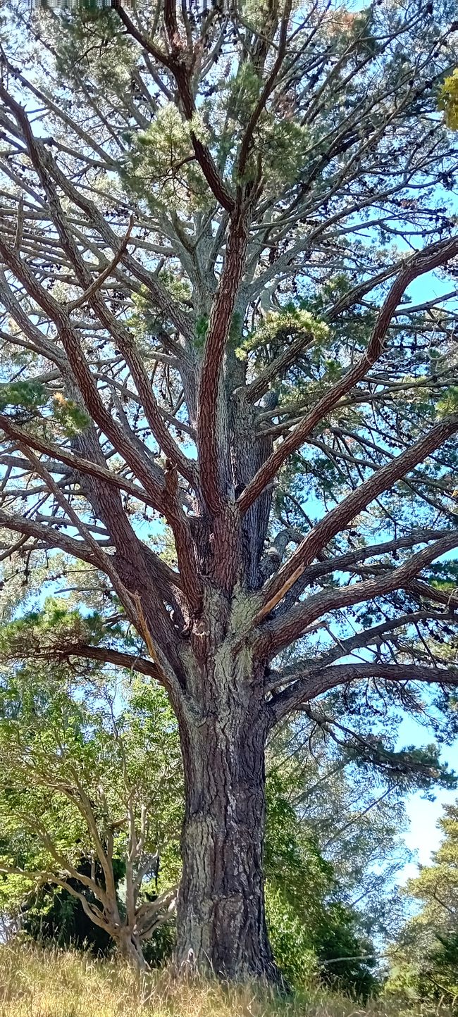 Maungawhau / Mont Eden