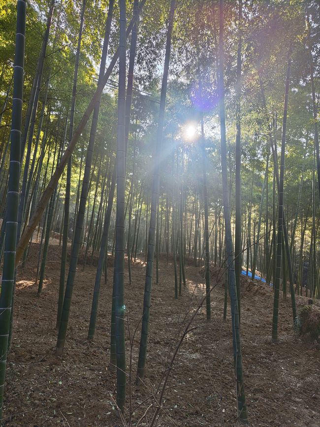 ...and a bamboo forest right next to it.