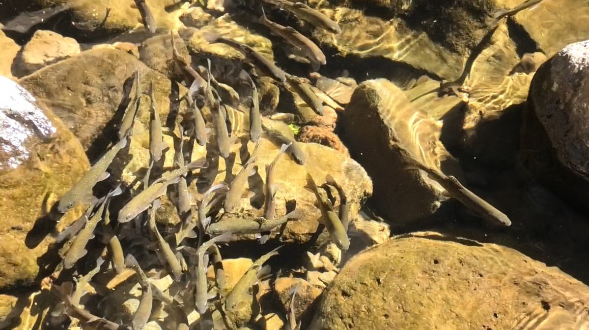 Fische im Wasserfallbecken