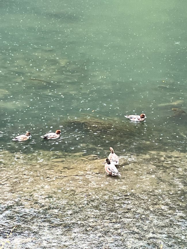 Die braunköpfigen Wnten