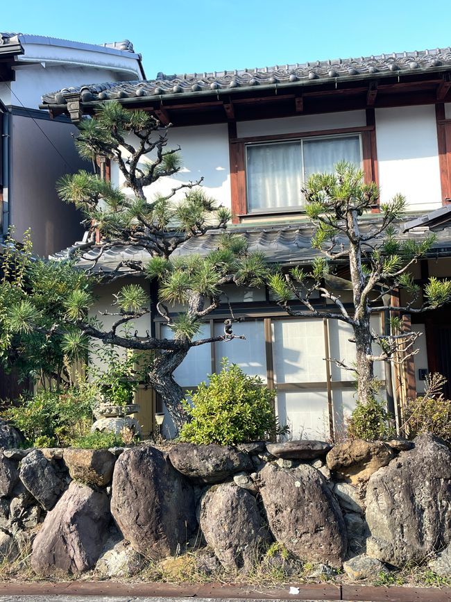 Sehr japanische Nadelbaum auf 2m2