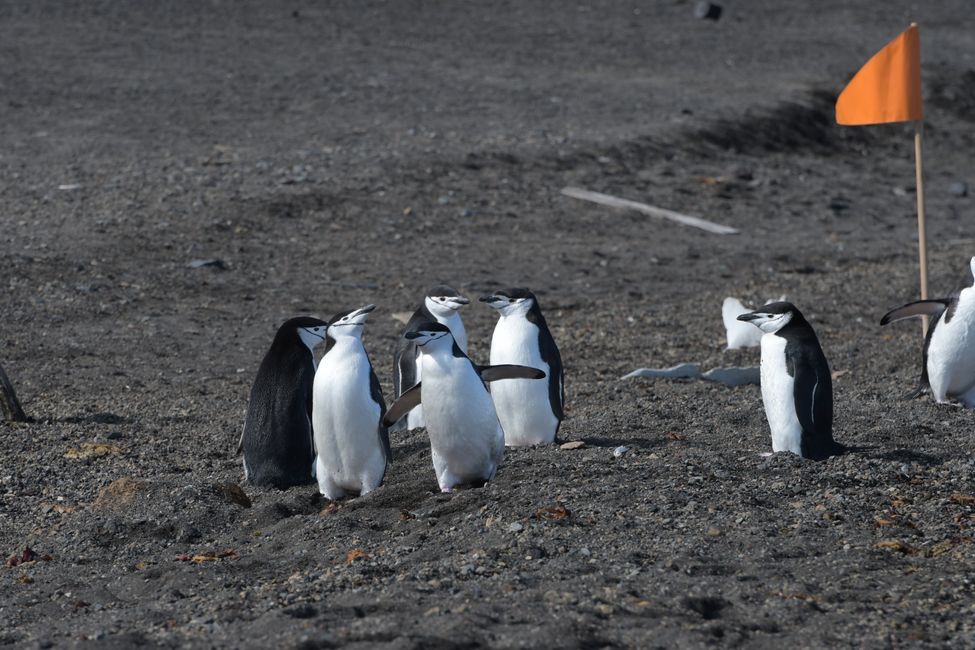 Manchots à jaret / Chinstrap penguins