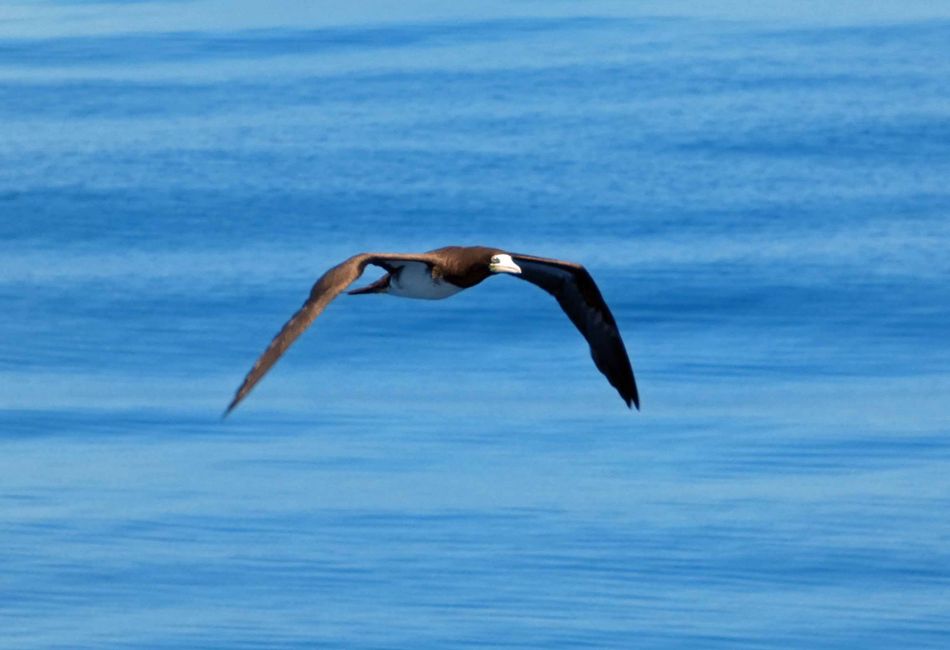 Traversée vers Alotau - Oiseaux marins et poissons volants