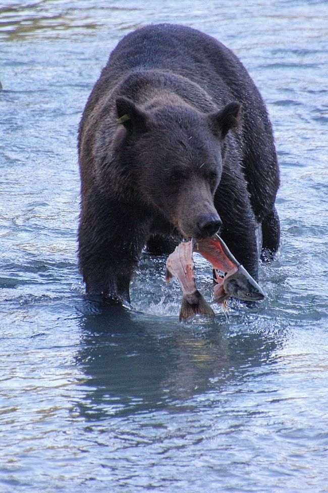 Day 26: Chilkoot River - a big bear show & photoshoot with 'Lulu'