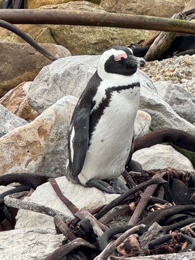 South Africa🇿🇦Week 6