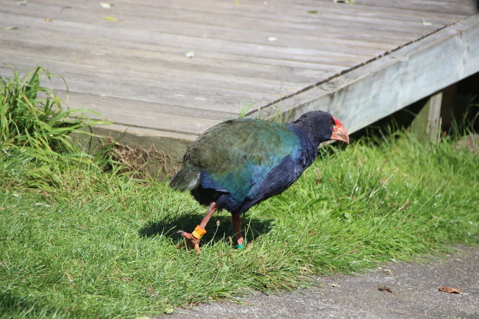 Auckland Zoo: Takahe and Blue Duck