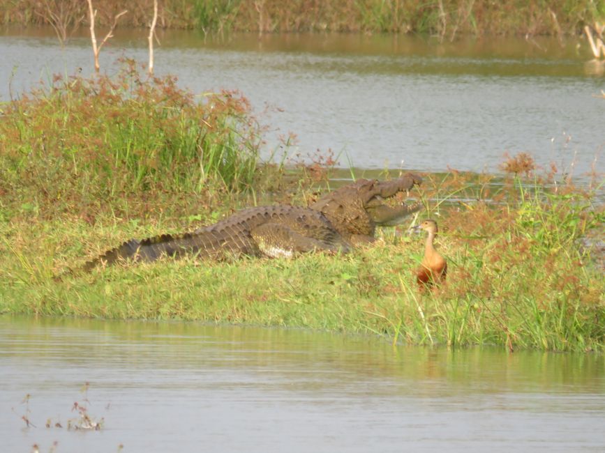 Udawalawa - Safari avec des éléphants