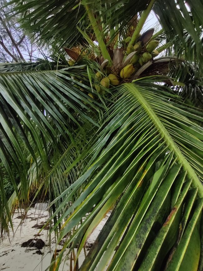Seychellen - Tag 8: Praslin Nationalpark Vallée de Mai