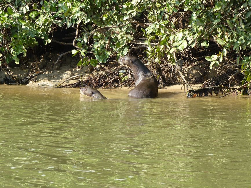 Brazil Pantanal River Cruise