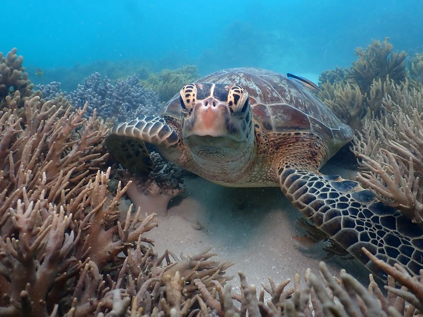 Great Barrier Reef