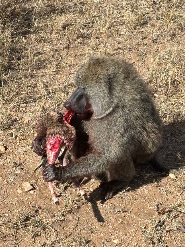 Serengeti Teil 3 - Die Rückkehr der Serengeti-Ritter