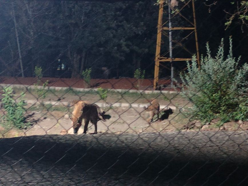 Visita delle iene