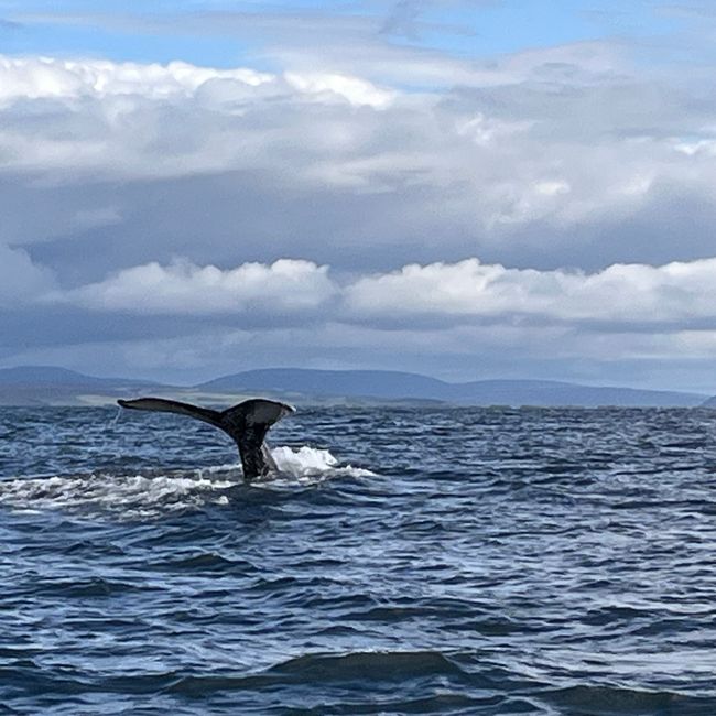 Whale Watching Husavik