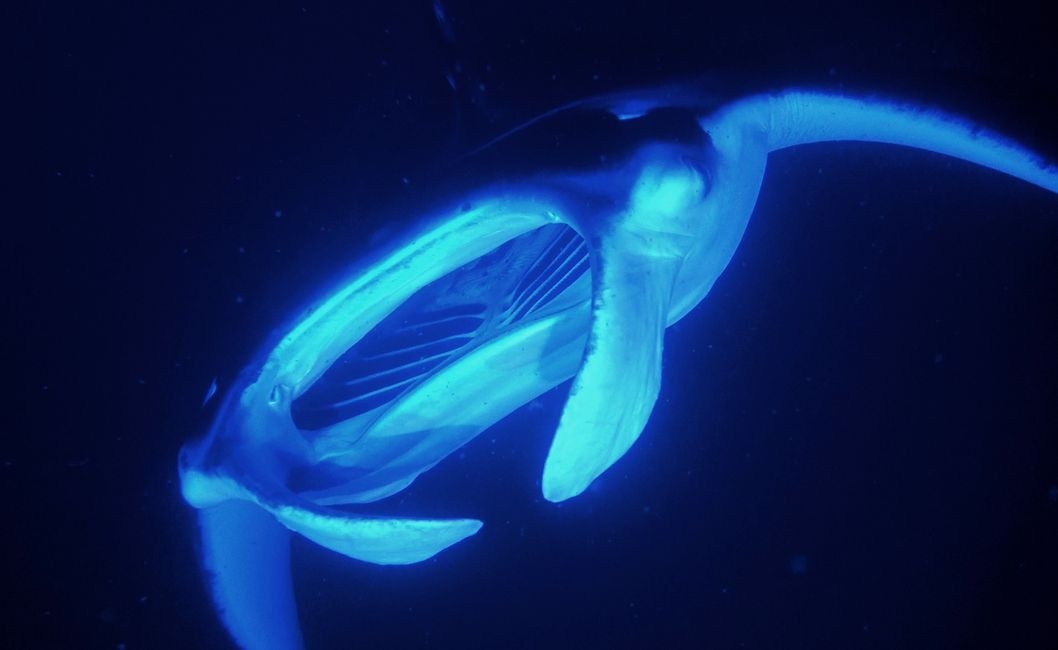 Manta rays at night