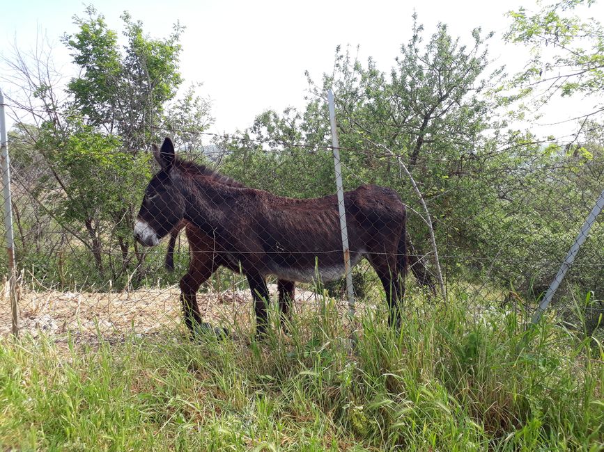 Für mich ein seltener Anblick: eine Eselherde