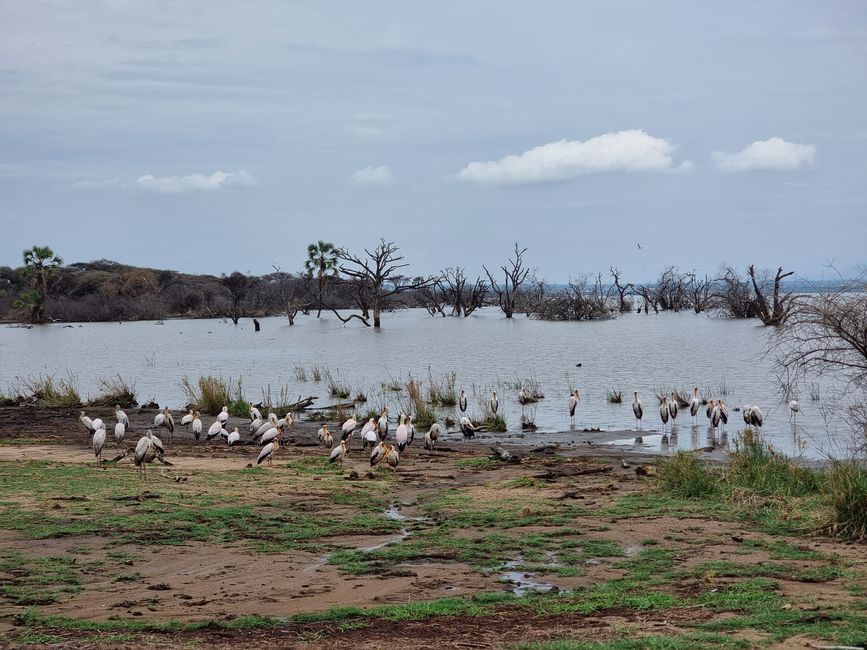 Tansania - Tag 3: Manyara Nationalpark