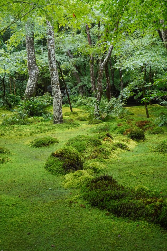 Gartenbesichtigung im regnerischen Kyoto