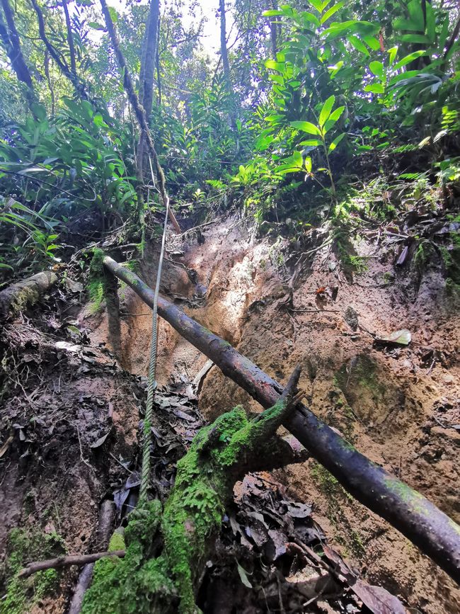 Llegada a las Highlands de Cameron y caminata por el sendero de la selva y a través de las plantaciones de té