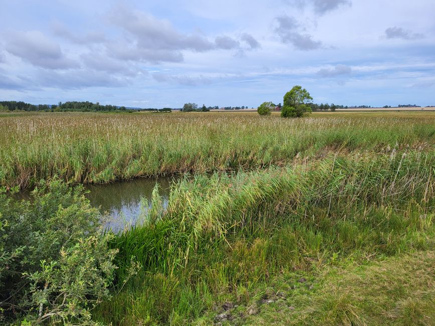 Naturschutzgebiet am See Tåkern