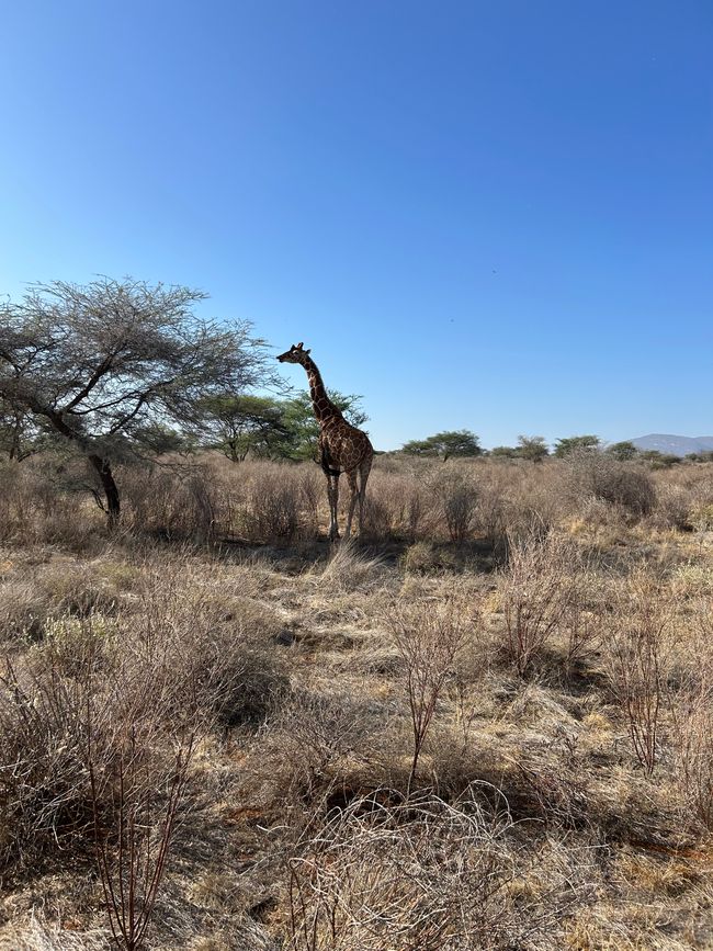 Leoni, elefanti, giraffe e compagnia nel Samburu