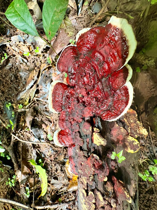 Unterwegs in Costa Rica