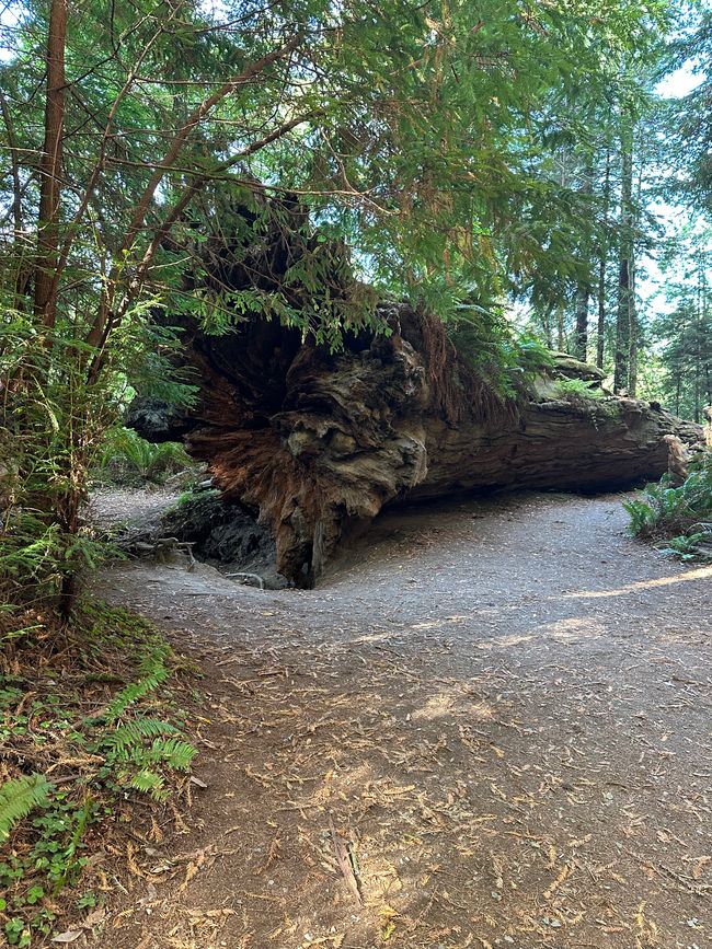 North Californian redwoods