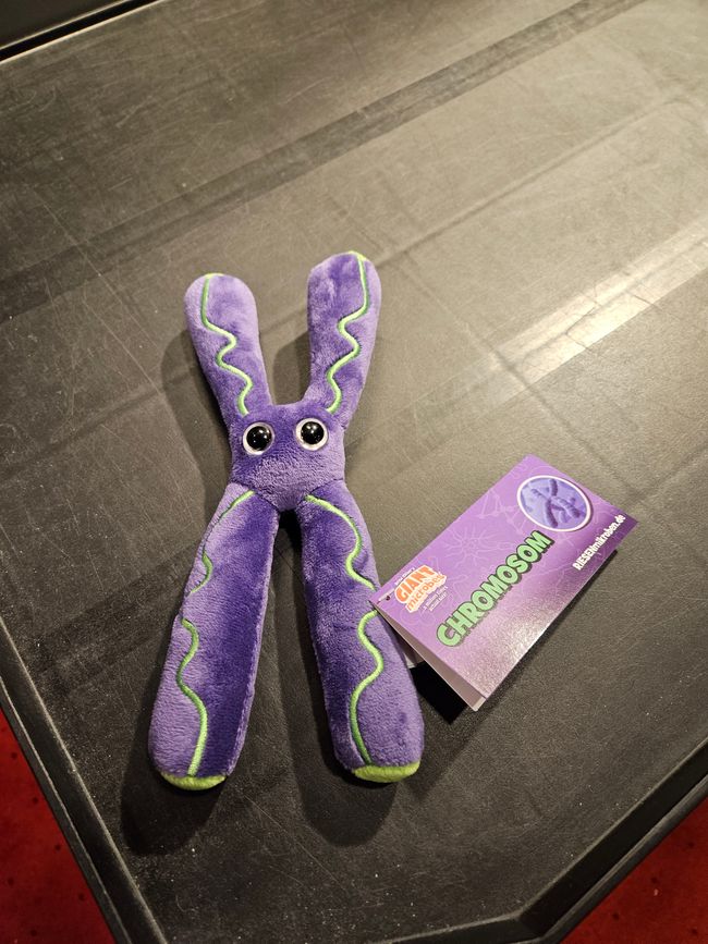 Ein Chromosom als Kuscheltier