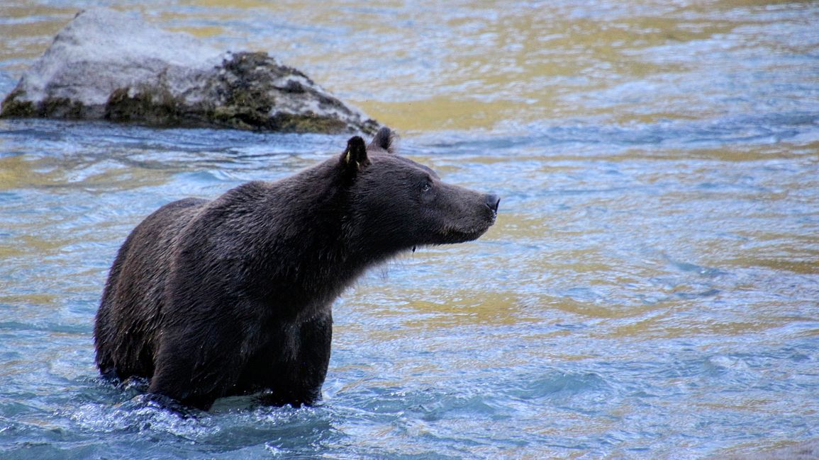 Day 26: Chilkoot River - a big bear show & photoshoot with 'Lulu'