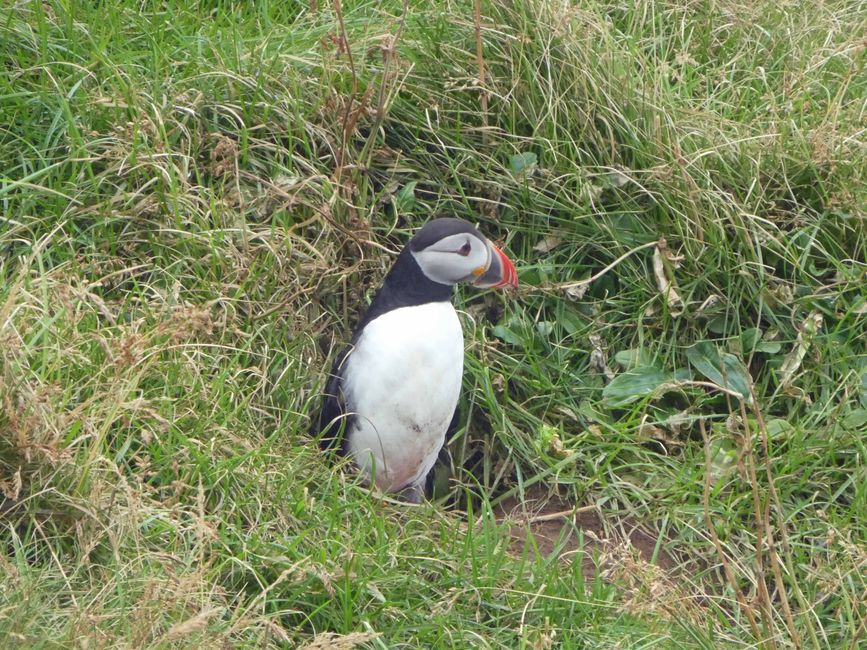 Frailecillo (Puffin)