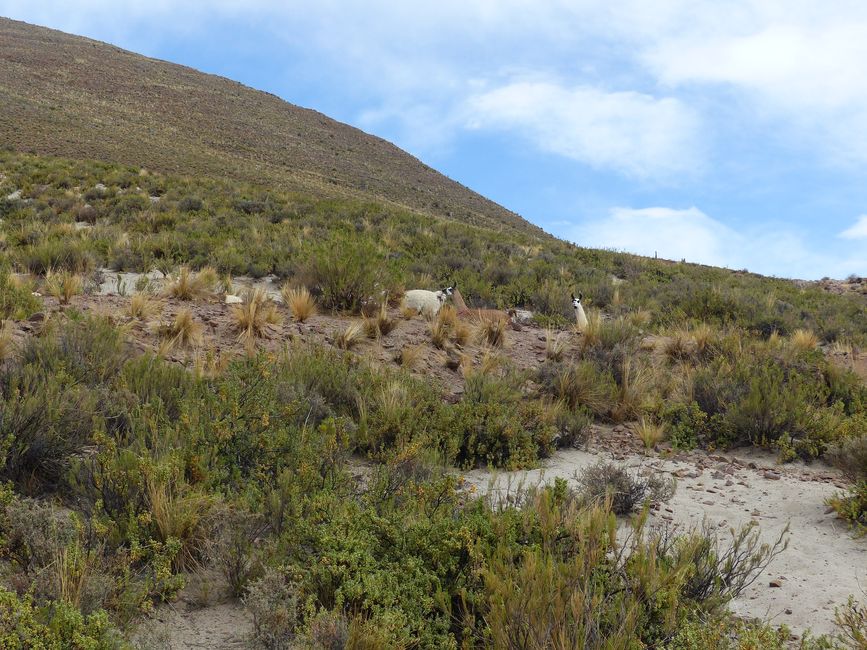 Bolivia, sorgenti termali a Tacoro