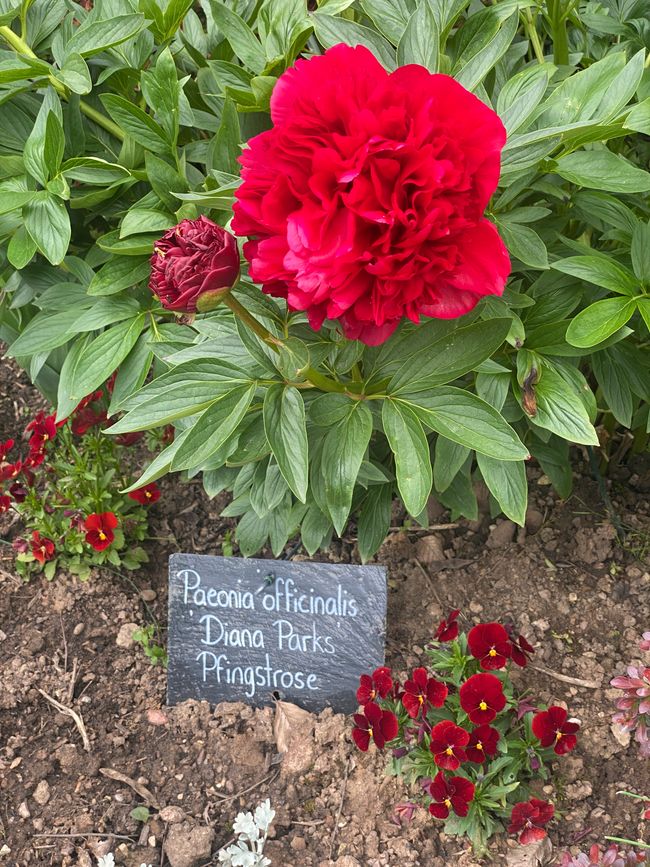 Eine Pflanze dieser Art steht auch in unserem Garten