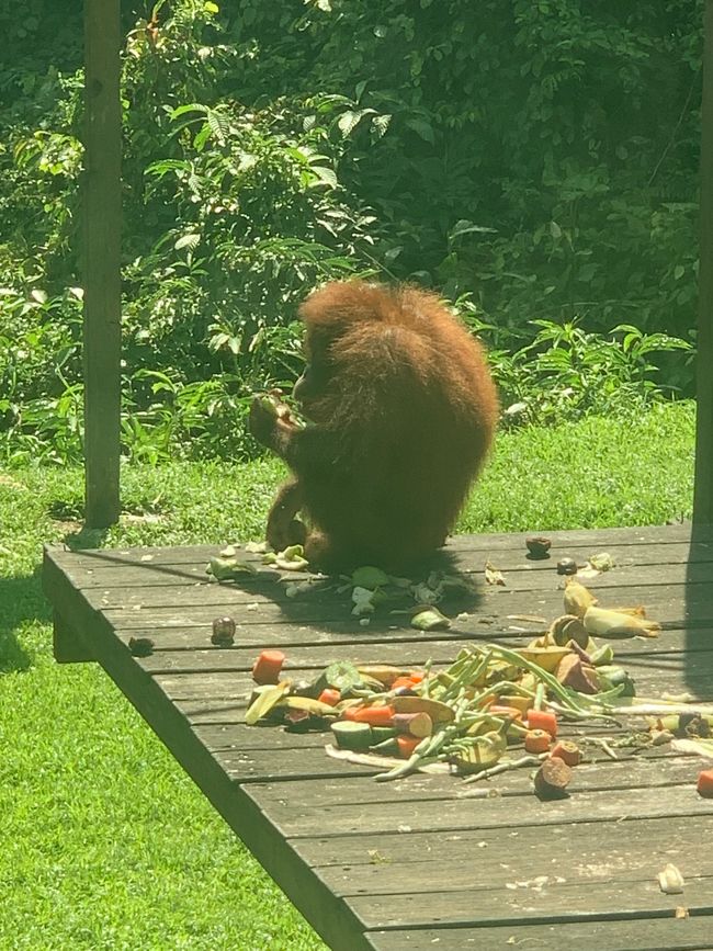 Sepilok - Sanctuaire des Orang-outans et des ours de soleil
