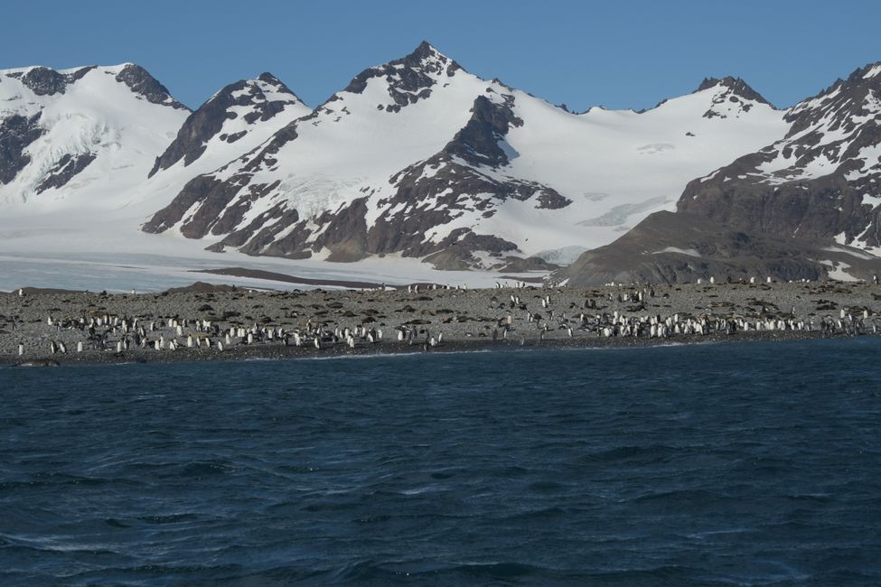 Königspinguine / King penguins
