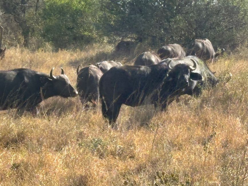 Serengeti Partie 2 - L'armée des gnous traverse la rivière Mara