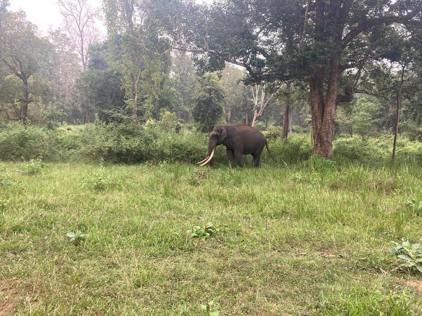 Elefant