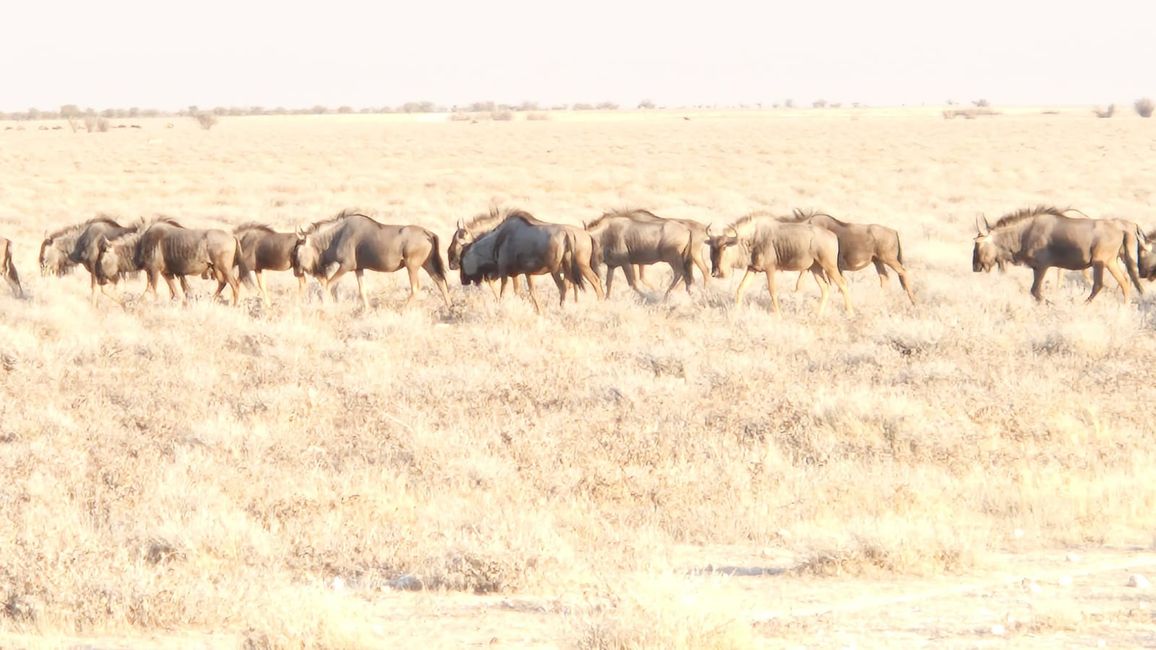Game Drive