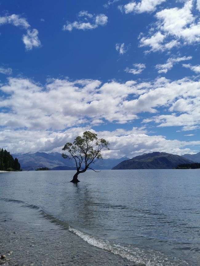 Wanaka Tree