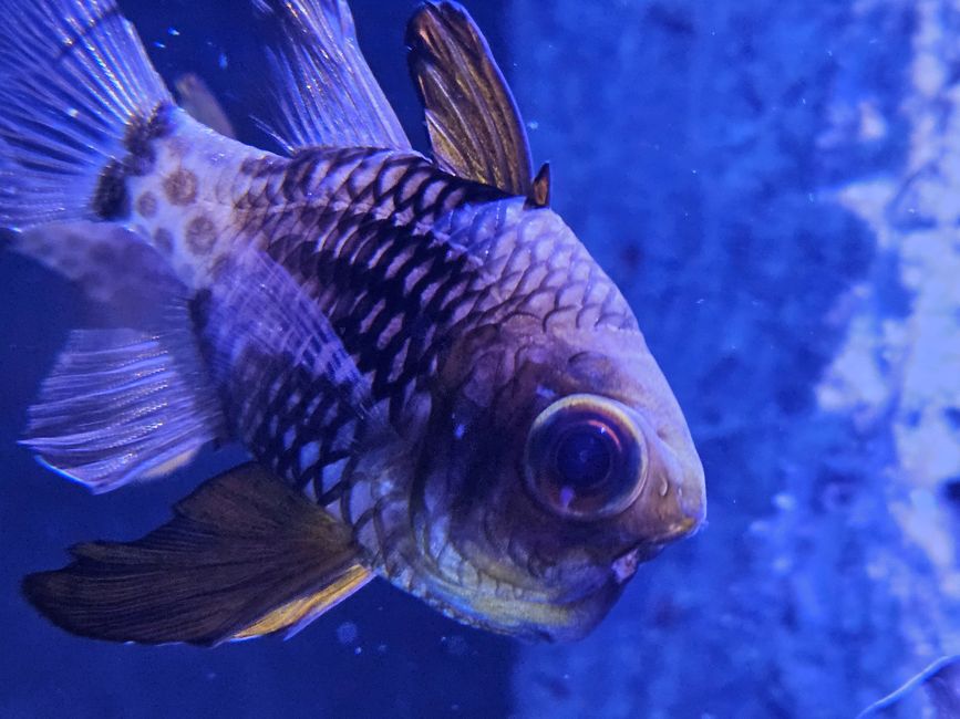 2025 - Aprile - Valencia - Oceanogràfic