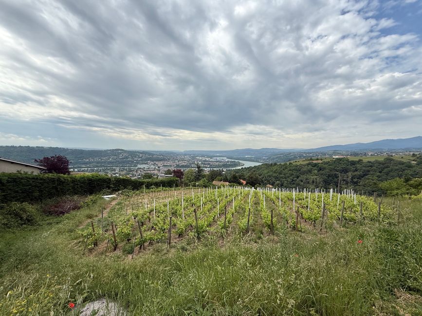 Weinberge von Condrieu, Blick Richtung Valence