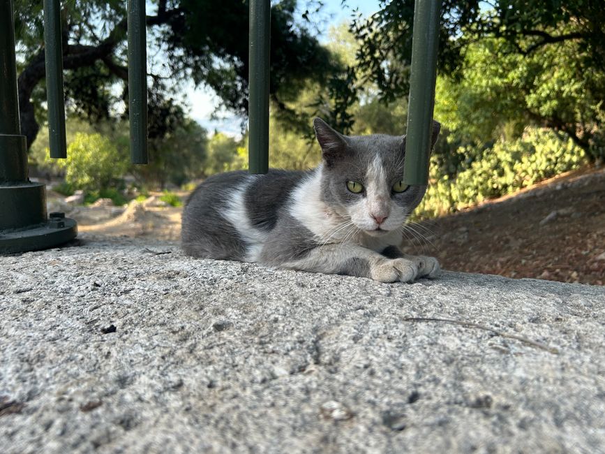 Katzen der Akropolis