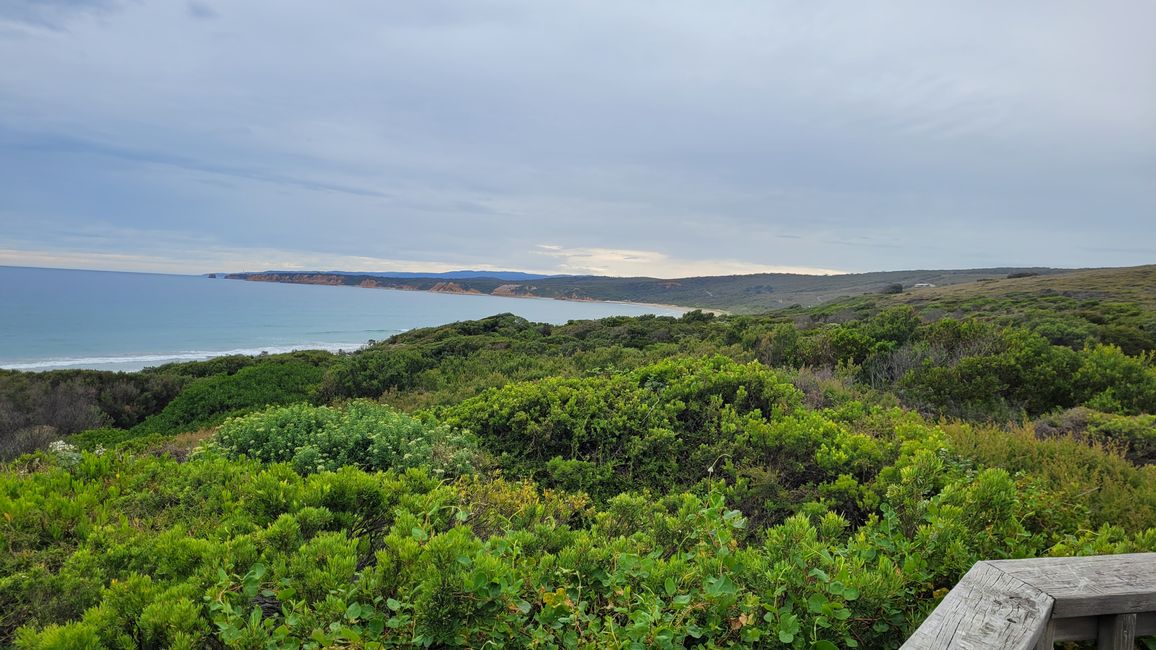 Kängurus sulla Great Ocean Road