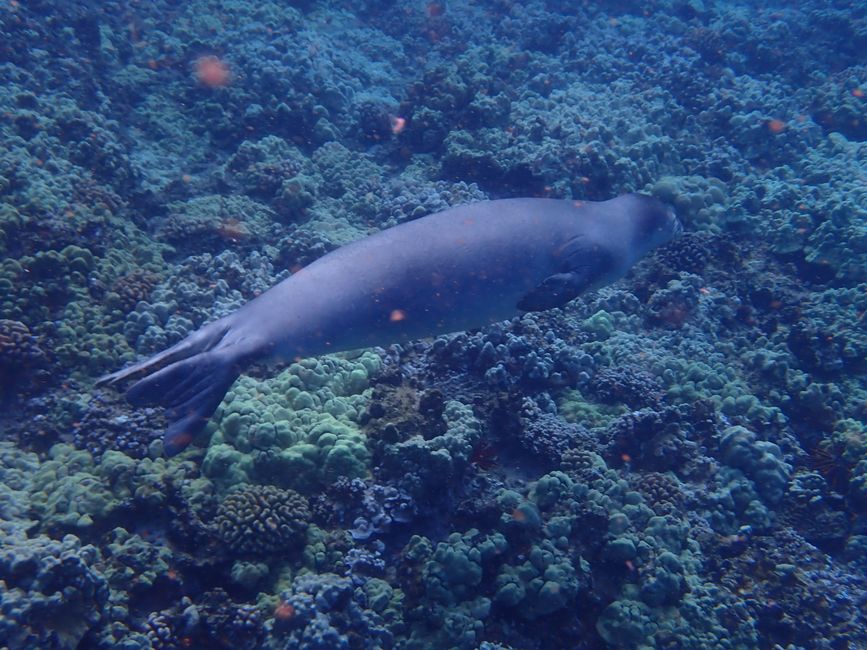 Snorkeling à Molokini - Phoque moine